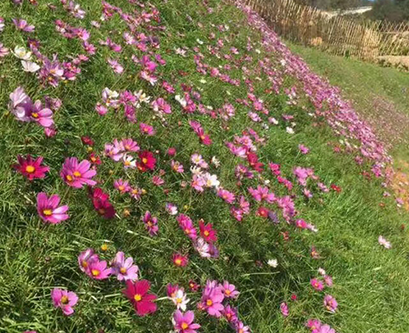 全國(guó) 波斯菊