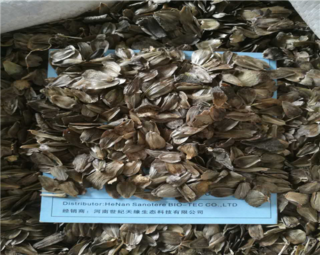 鄭州串葉松香草