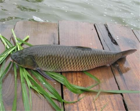 全國得力-高丹草