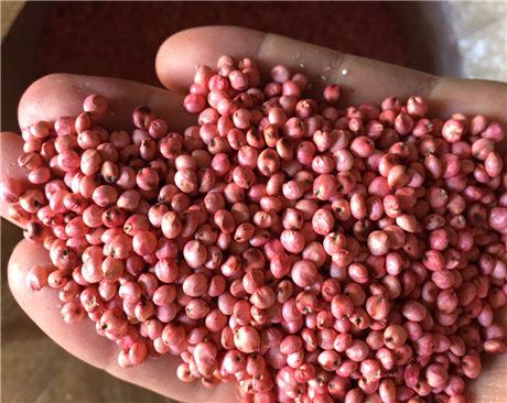 全國(guó)得勝飼用甜高粱