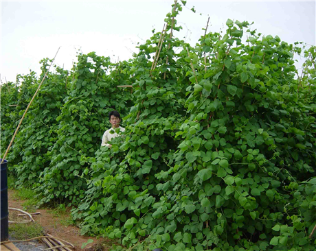 全國青貯伴侶—拉巴豆