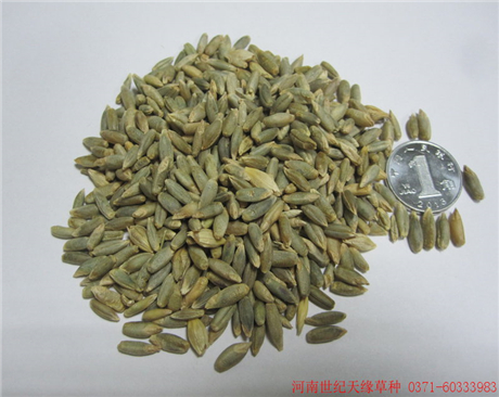 全國黑麥——冬牧70