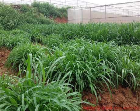 全國牧草—雜交臂形草