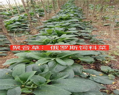 鄭州俄羅斯飼料菜