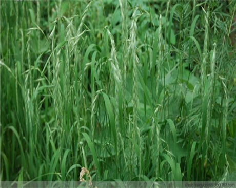 鄭州垂穗披堿草