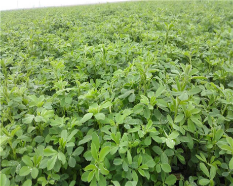 紫花苜蓿-金皇后（2-3級(jí)）