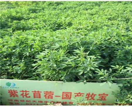 鄭州紫花苜蓿-隴東（2-3級）