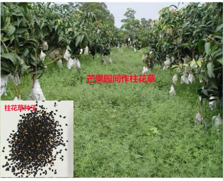 鄭州綠肥柱花草