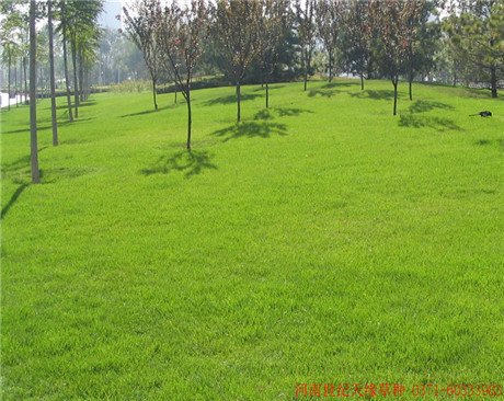 全國草坪草高羊茅