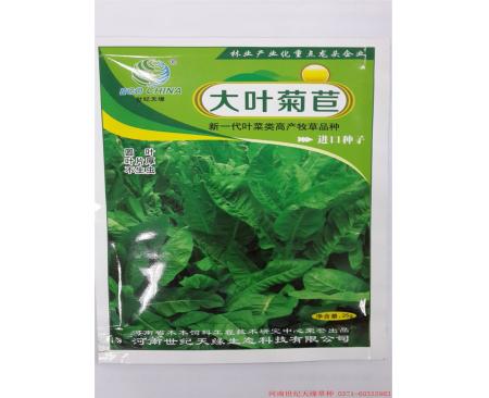 鄭州雞鴨鵝草-大葉菊苣