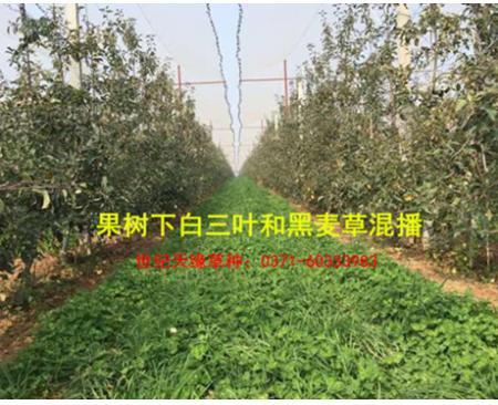 全國綠肥—黑麥草